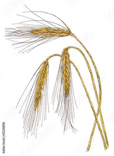 Ears of Barley (Hordeum vulgare) botanical drawing