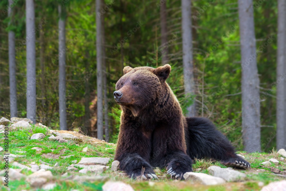 Brown bear rest in forest