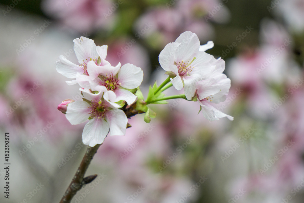 Sakura flower