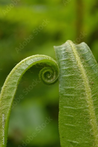 Harts Tongue Fern, Studland, Dorset, UK photo