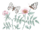 Garden rose plants and mountain Apollo (Parnassius apollo) butterflies over white background
