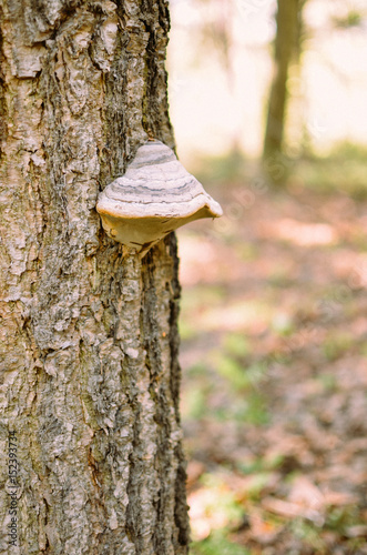 mushrooms on a tree in a forest closeup