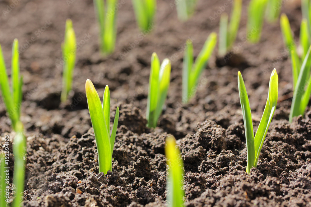 the sprouts of garlic in the soil the sprouts of garlic in the soil
