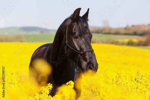 portrait of a Friesian horse