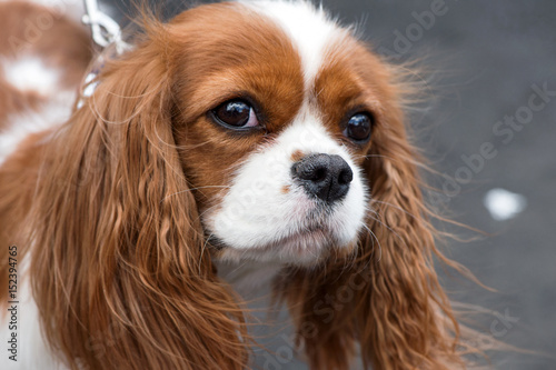 Cavalier King Charles Spaniel portrait close-up outdoor on gray background   © niknikp