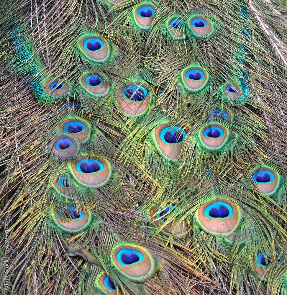 Fototapeta premium Plumage peacock background