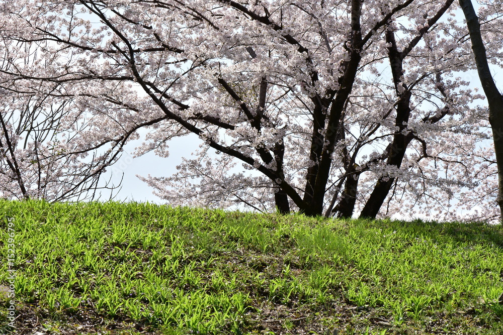 桜の木と丘
