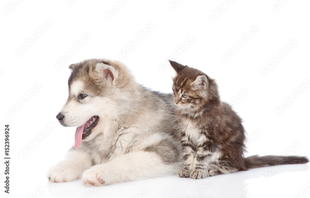 Puppy and kitten in profile. isolated on white background Puppy and kitten in profile. isolated on white background