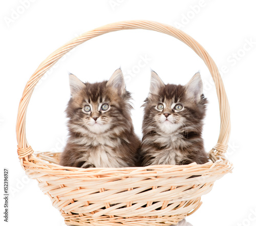 Two small maine coon cats sitting in basket. isolated on white background © Ermolaev Alexandr