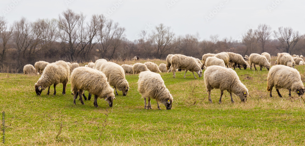 Scenery with flock of sheep in remote rural area, on a river bank, in spring Scenery with flock of sheep in remote rural area, on a river bank, in spring