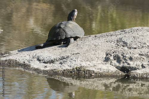 Péloméduse noire, Pelomedusa subrufa nigra, Parc national Kruger, Afrique du Sud photo