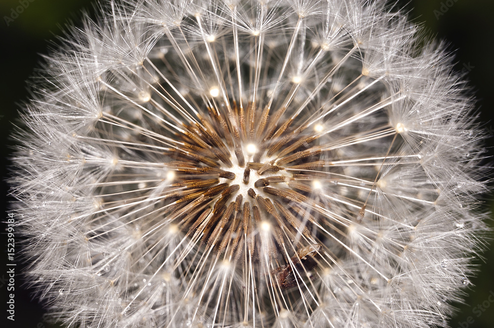 Obraz premium Dandelion seeds close-up