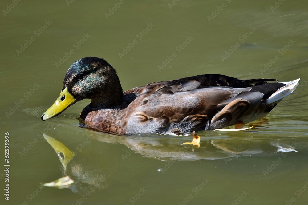 Fototapeta premium Eine schwimmende Stockente spiegelt sich im Wasser