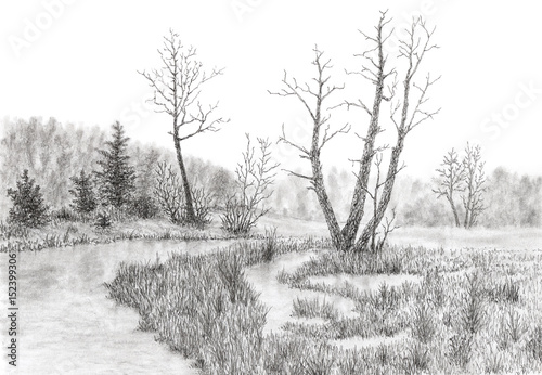 Grassy swamp with stream and trees