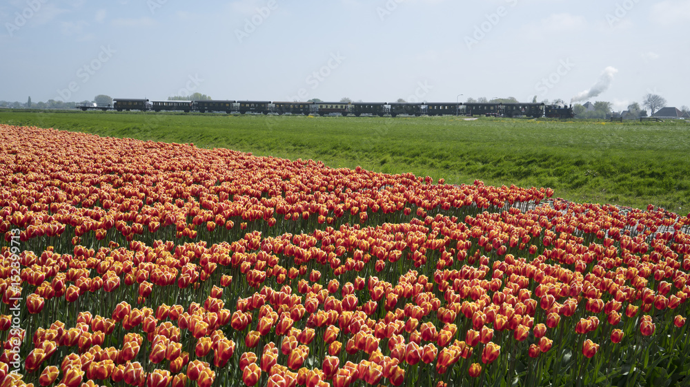 Flower Fields with Steam Train nearby Lisse & Amsterdam, The Netherlands