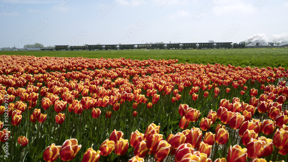 Flower Fields with Steam Train nearby Lisse & Amsterdam, The Netherlands