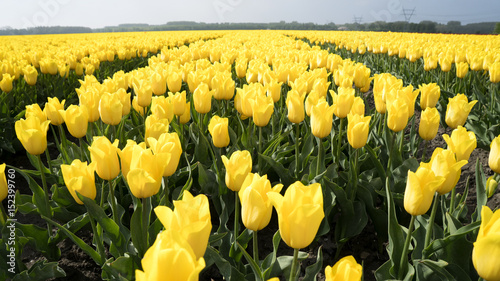 Flower Fields nearby Lisse & Amsterdam, The Netherlands