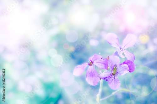 Soft focus on spring flower - insect on purple flower