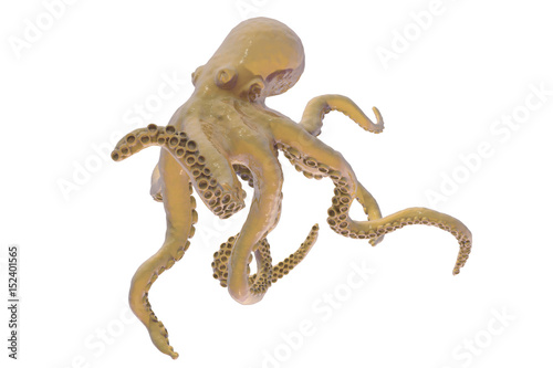 Octopus isolated on white background, 3D illustration © Dr_Microbe