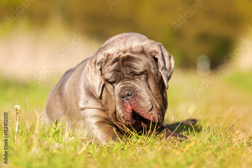 Fototapeta Naklejka Na Ścianę i Meble -  Neapolitan Mastiff on a meadow