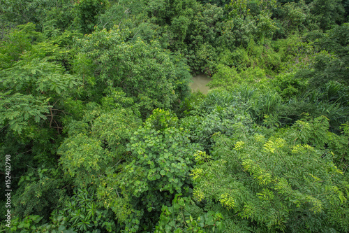 Green tree forest background