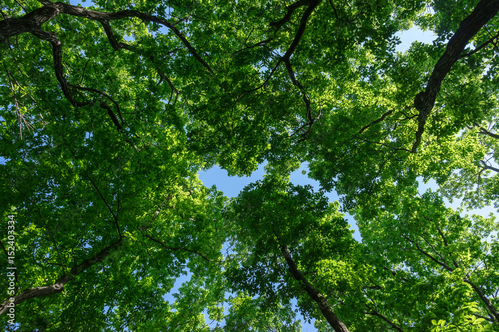 Forest of Tokyo - 東京 府中の森8 Forest of Tokyo - 東京 府中の森8