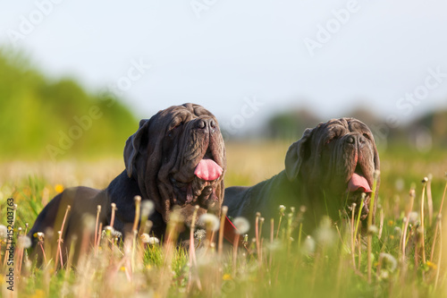 Neapolitan Mastiff on a meadow photo