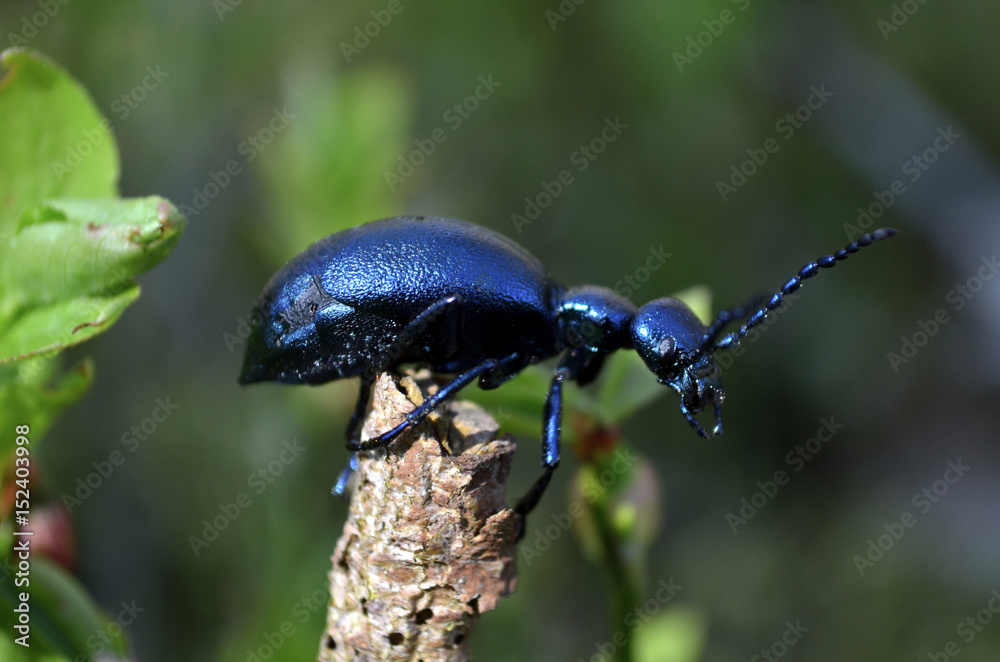 Fototapeta premium oil beetle 