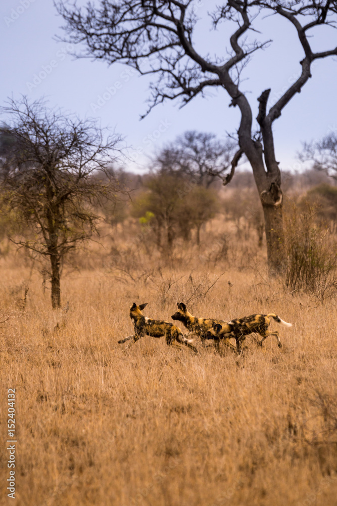 Young African Wild Dogs Playing in Savannah, Kruger, South Africa, Africa Young African Wild Dogs Playing in Savannah, Kruger, South Africa, Africa