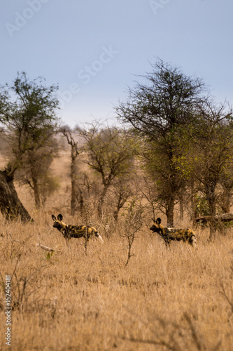 Young African Wild Dogs Standing in Savannah, Kruger, South Africa, Africa