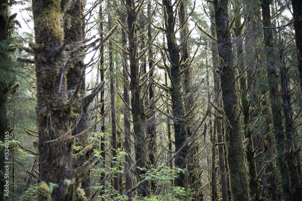Fototapeta premium Rain Forest
