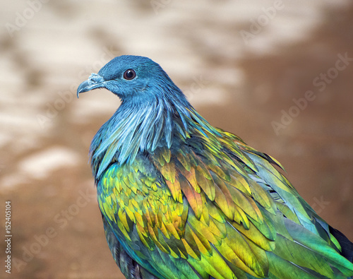 Close up of a nicobar pigeon