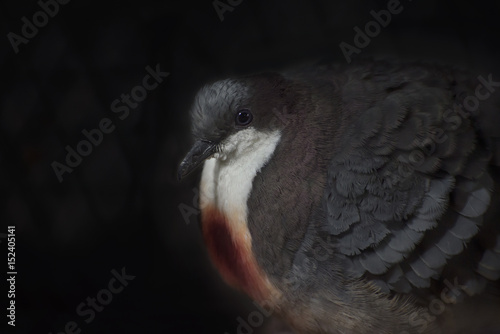 Close up of a puffy bird