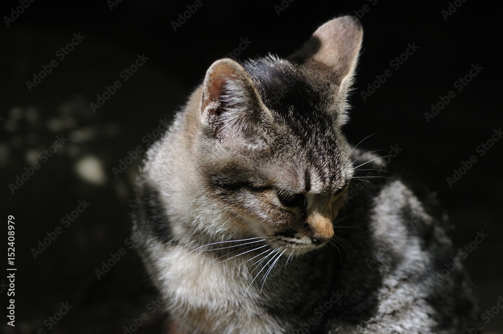 Obraz premium うつむきねこ