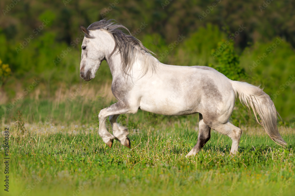 White piebald horse run gallop in green meadow