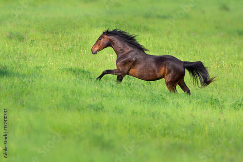 Bay stallion run gallop in green grass field