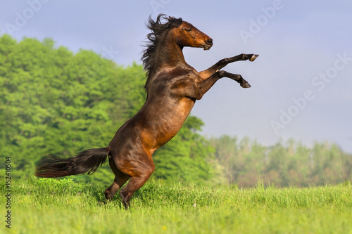 Bay horse with long mane rearing up in spring field