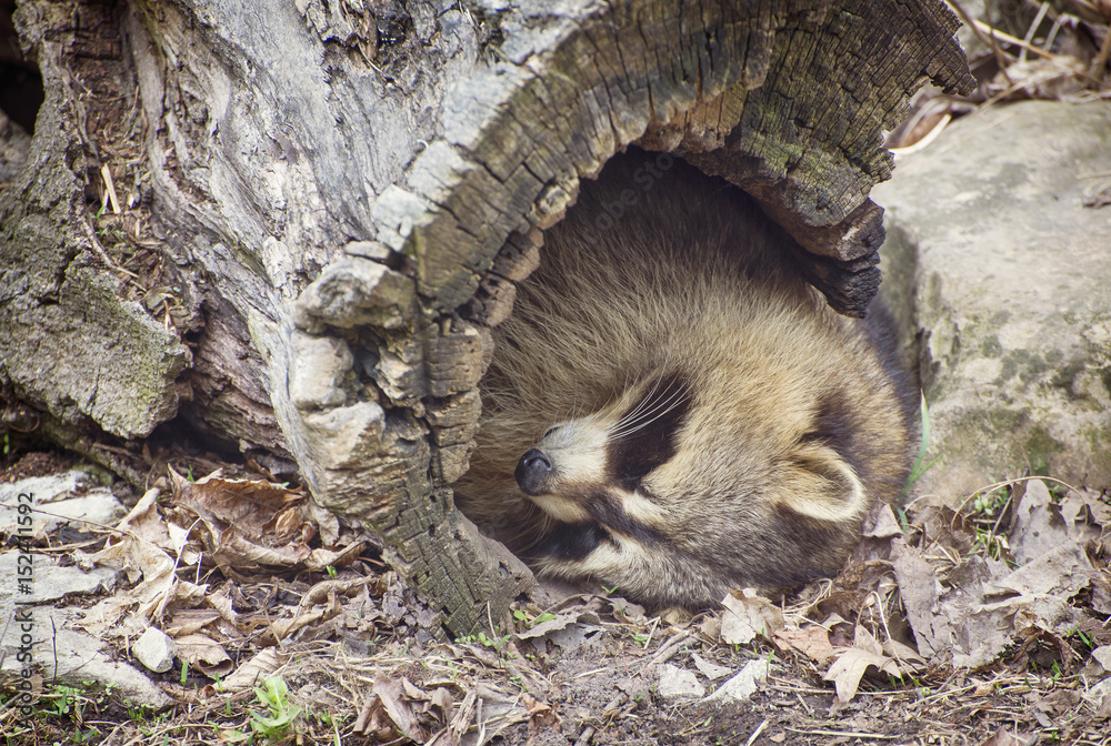 Fototapeta premium Sleeping raccoon