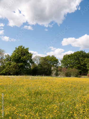 summer field of buttercups outside in bright light at peace