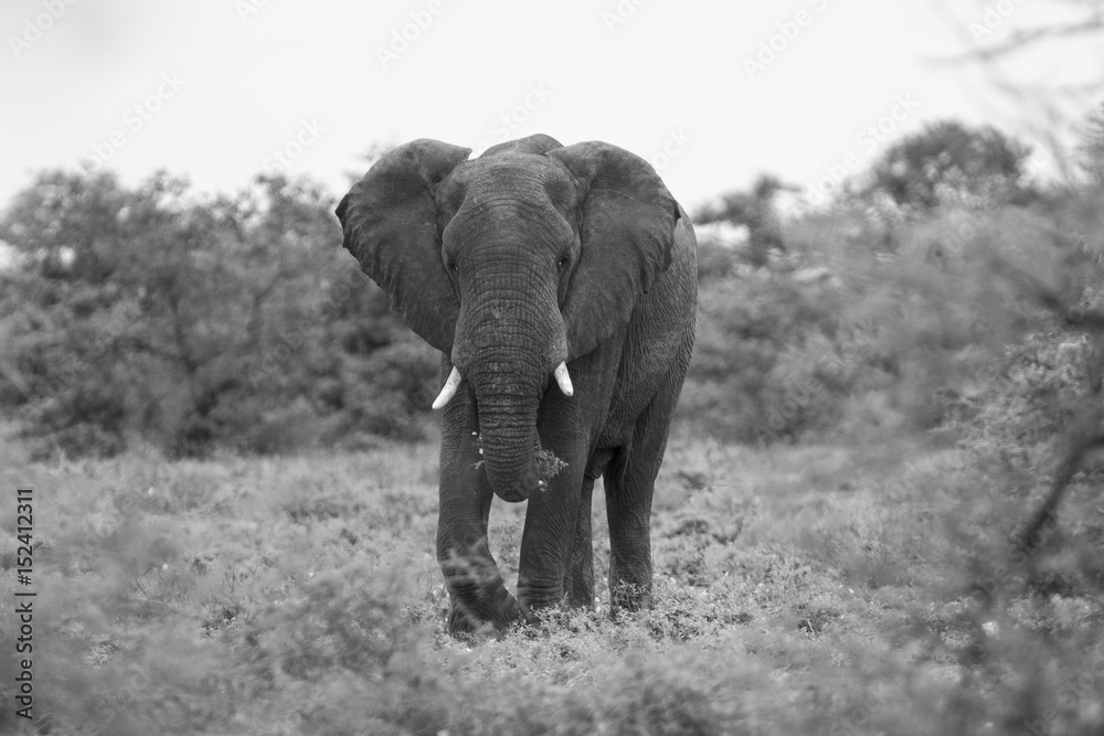 Big elephant approaching along a road tusks trunk