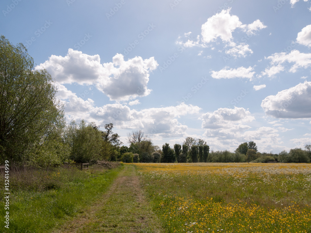 Fototapeta premium peaceful summer scene of a path through a countryside location in the uk in essex