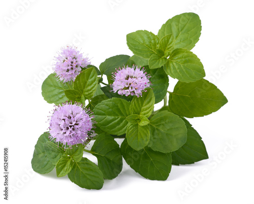 Mint with flowers