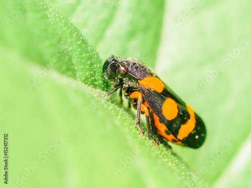 Red And Black Beetle On Leaf