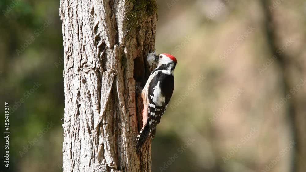 A middle spotted woodpecker carrying food looks around, enters the nest, feeds the chicks and flies off carrying the waste of the nest A middle spotted woodpecker carrying food looks around, enters the nest, feeds the chicks and flies off carrying the waste of the nest