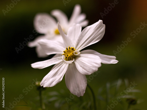 Cosmos bipinnatus blooming in the garden