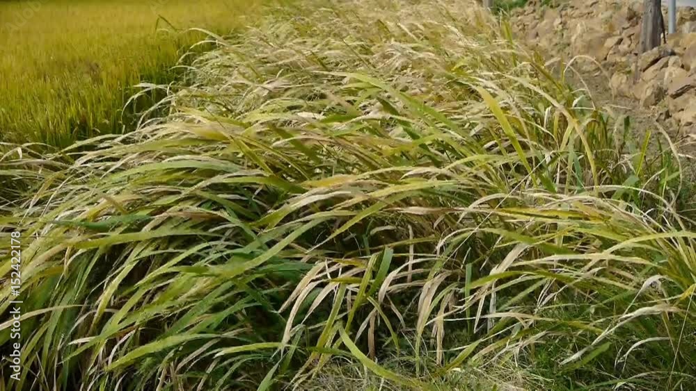 long dry grass swing in wind,shaking wilderness. long dry grass swing in wind,shaking wilderness.