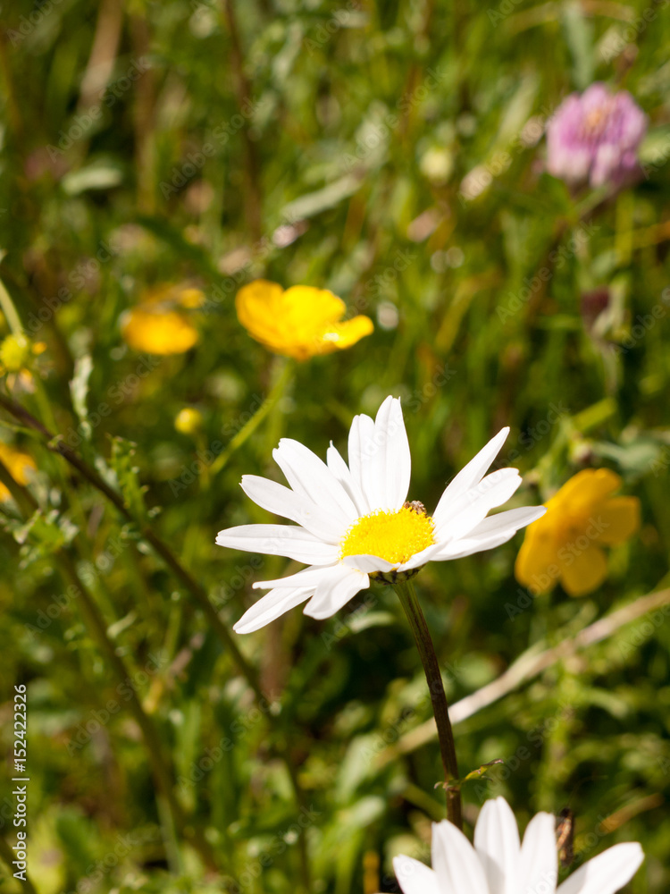 a gorgeous up close big white petal flower head daisy in a field in england essex in the uk a gorgeous up close big white petal flower head daisy in a field in england essex in the uk