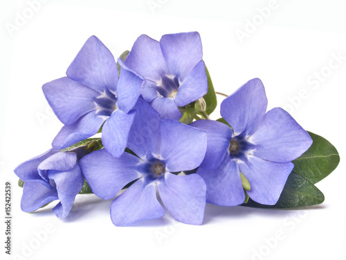 bright violet wild periwinkle flower