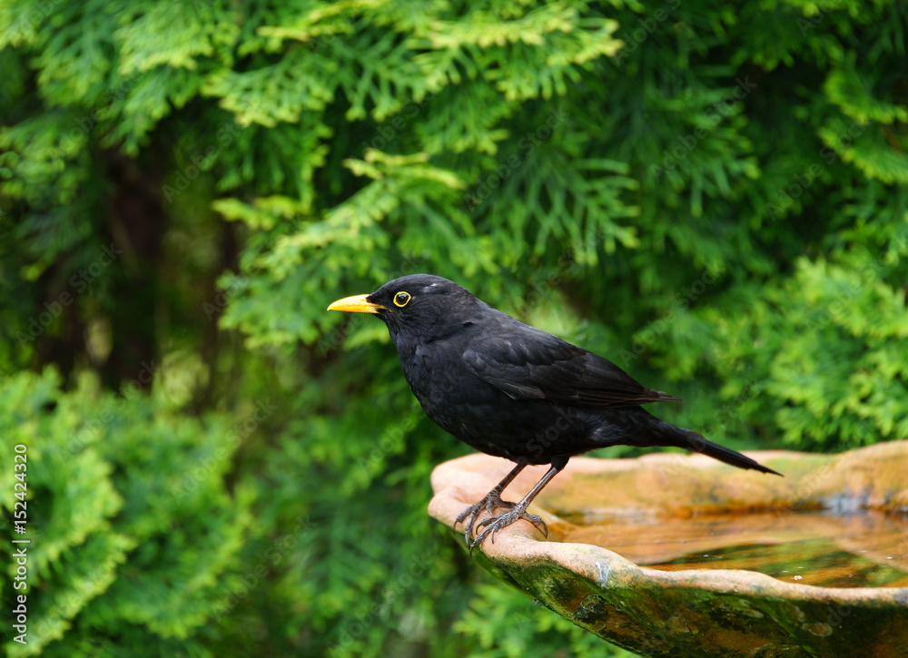 Fototapeta premium Amsel,Schwarzdrossel,Vogeltränke