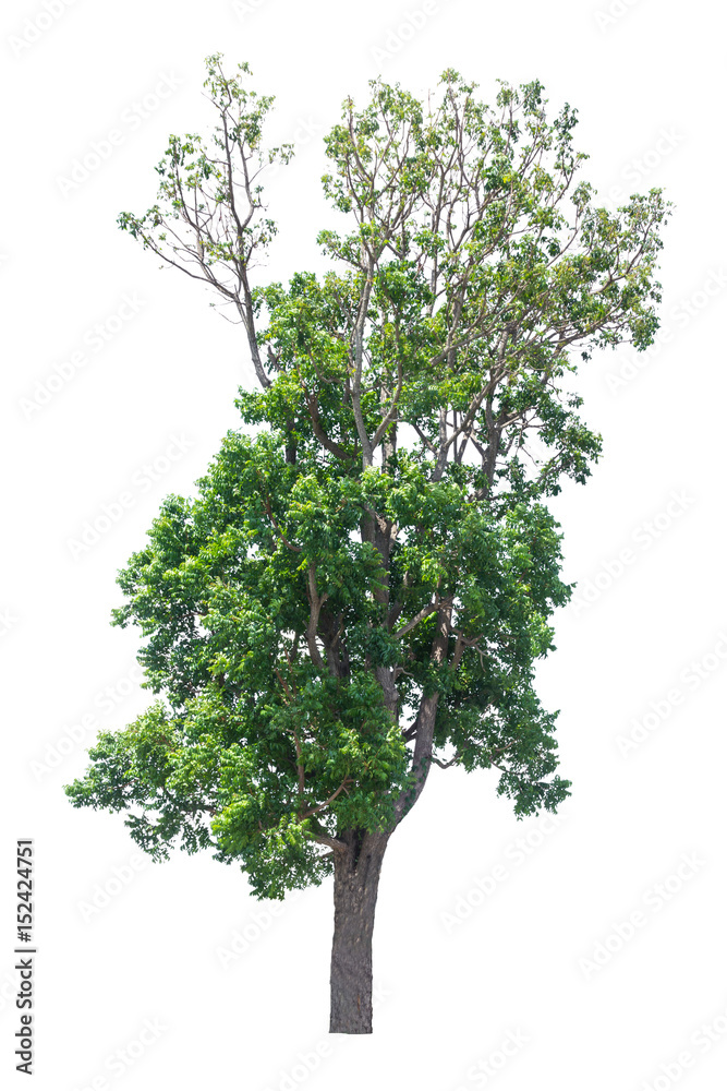 Tree isolated on white background Tree isolated on white background